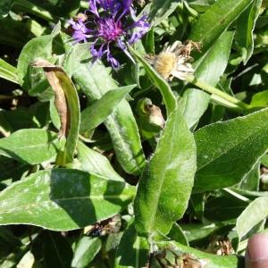 Photographie n°2461802 du taxon Cyanus montanus (L.) Hill [1768]