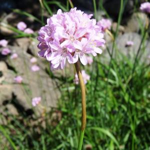 Photographie n°2461808 du taxon Armeria arenaria (Pers.) Schult. [1820]