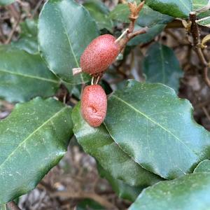 Photographie n°2461853 du taxon Elaeagnus x ebbingei Boom ex J.Door. [1952]