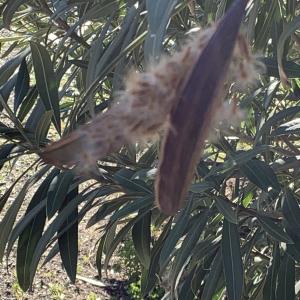 Photographie n°2461868 du taxon Nerium oleander L. [1753]