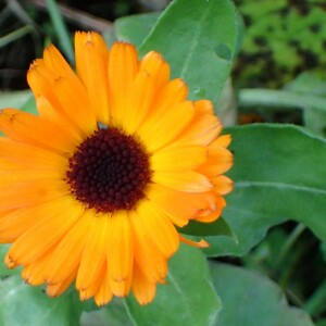 Photographie n°2461900 du taxon Calendula officinalis L. [1753]