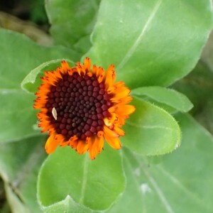  - Calendula officinalis L. [1753]