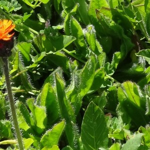 Photographie n°2461944 du taxon Pilosella aurantiaca subsp. aurantiaca