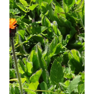 Pilosella aurantiaca (L.) F.W.Schultz & Sch.Bip. subsp. aurantiaca (Piloselle orangée)