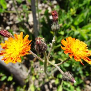  - Pilosella aurantiaca subsp. aurantiaca