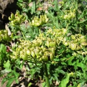  - Heracleum sibiricum L. [1753]