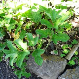  - Heracleum sibiricum L. [1753]