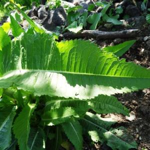 Photographie n°2461959 du taxon Dipsacus fullonum L. [1753]