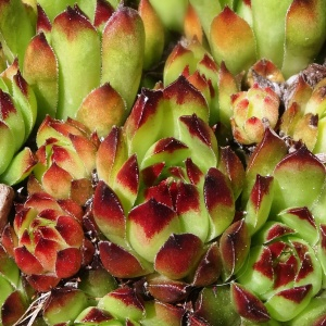  - Sempervivum tectorum subsp. arvernense (Lecoq & Lamotte) Rouy & E.G.Camus [1901]