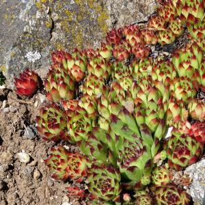  - Sempervivum tectorum subsp. arvernense (Lecoq & Lamotte) Rouy & E.G.Camus [1901]