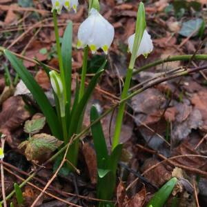 Photographie n°2461981 du taxon Leucojum vernum L.