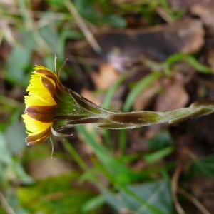 Photographie n°2461990 du taxon Tussilago farfara L.