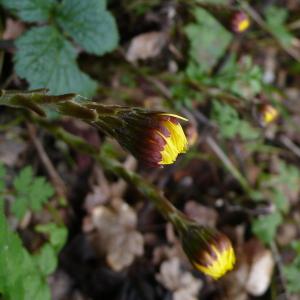 Photographie n°2462001 du taxon Tussilago farfara L.