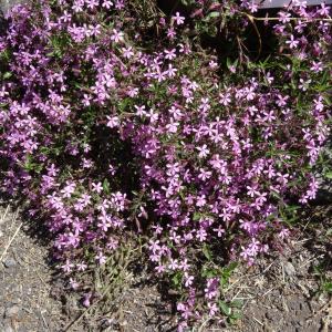 Photographie n°2462112 du taxon Saponaria ocymoides L.