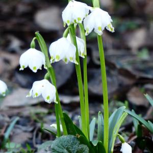 Photographie n°2462147 du taxon Leucojum vernum L.