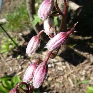 Photographie n°2462152 du taxon Lilium martagon L.