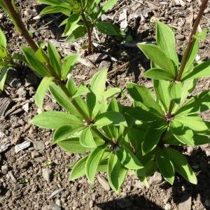 Photographie n°2462153 du taxon Lilium martagon L.