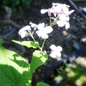 Photographie n°2462163 du taxon Lunaria rediviva L.