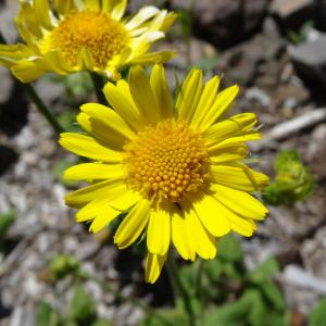 Photographie n°2462170 du taxon Doronicum pardalianches L. [1753]