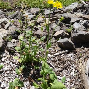 Photographie n°2462173 du taxon Doronicum pardalianches L. [1753]