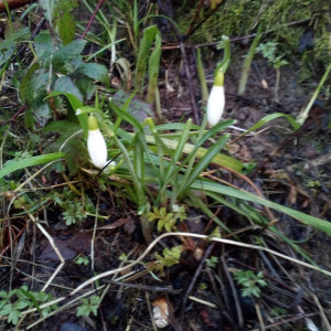 Photographie n°2462220 du taxon Galanthus nivalis L.