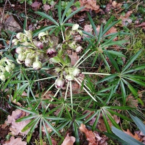 Photographie n°2462242 du taxon Helleborus foetidus L.