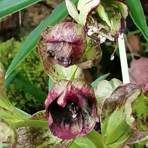 Photographie n°2462243 du taxon Helleborus foetidus L.