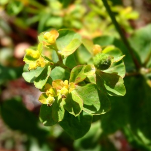 Photographie n°2462245 du taxon Euphorbia flavicoma subsp. verrucosa (Fiori) Pignatti [1973]