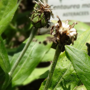 Photographie n°2462262 du taxon Cyanus montanus (L.) Hill [1768]