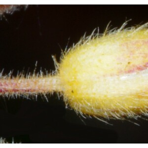 Photographie n°2462300 du taxon Cerastium fontanum subsp. vulgare (Hartm.) Greuter & Burdet [1982]