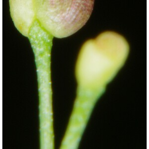 Photographie n°2462304 du taxon Galium mollugo L. [1753]