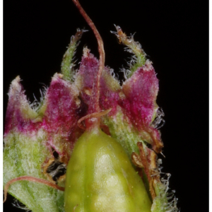 Photographie n°2462330 du taxon Lythrum salicaria L. [1753]