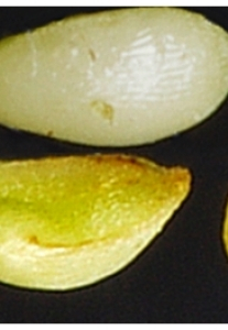 Photographie n°2462331 du taxon Lythrum salicaria L. [1753]