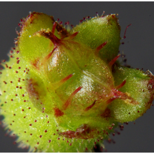 Photographie n°2462343 du taxon Saxifraga tridactylites L. [1753]