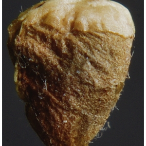 Photographie n°2462350 du taxon Trifolium pratense L. [1753]
