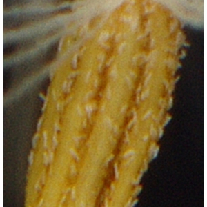 Photographie n°2462365 du taxon Jacobaea vulgaris Gaertn. [1791]