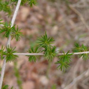 Photographie n°2462368 du taxon Asparagus acutifolius L. [1753]