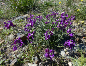 Claire Felloni, le 17 avril 2018 (Cerbère (Cap Cerbère))