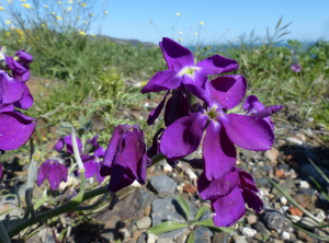 Claire Felloni, le 17 avril 2018 (Cerbère (Cap Cerbère))