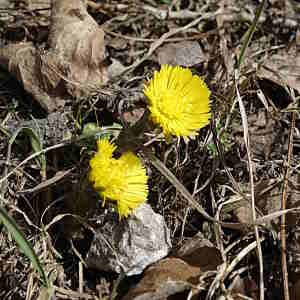 Photographie n°2462383 du taxon Tussilago farfara L. [1753]