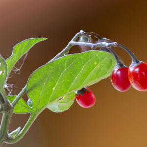 Photographie n°2462388 du taxon Solanum dulcamara L. [1753]