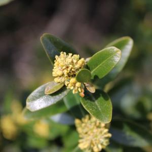 Photographie n°2462405 du taxon Buxus sempervirens L.