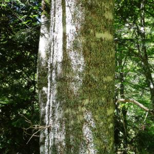 Photographie n°2462454 du taxon Abies alba Mill. [1768]