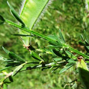 Photographie n°2462477 du taxon Cytisus scoparius (L.) Link [1822]