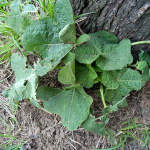 Photographie n°2462500 du taxon Alcea rosea L.
