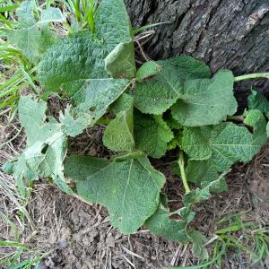 Photographie n°2462512 du taxon Alcea rosea L.