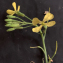  Liliane Roubaudi - Raphanus raphanistrum subsp. landra (Moretti ex DC.) Bonnier & Layens [1894]