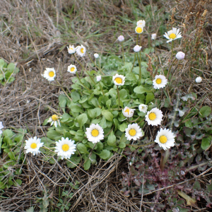 Photographie n°2462561 du taxon Bellis perennis L.