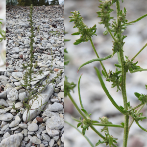 Photographie n°2462563 du taxon Atriplex littoralis L.