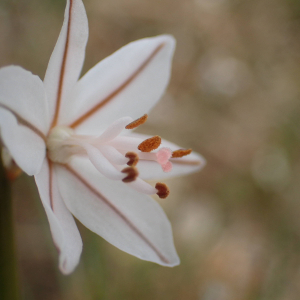 Photographie n°2462565 du taxon Asphodelus fistulosus L.